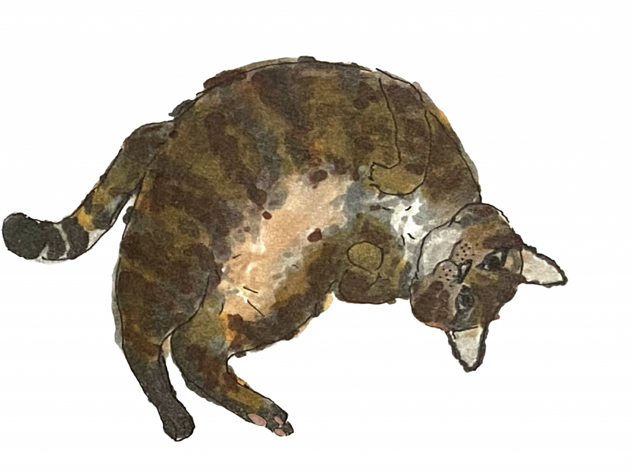 Unknown Neighborhood Cat