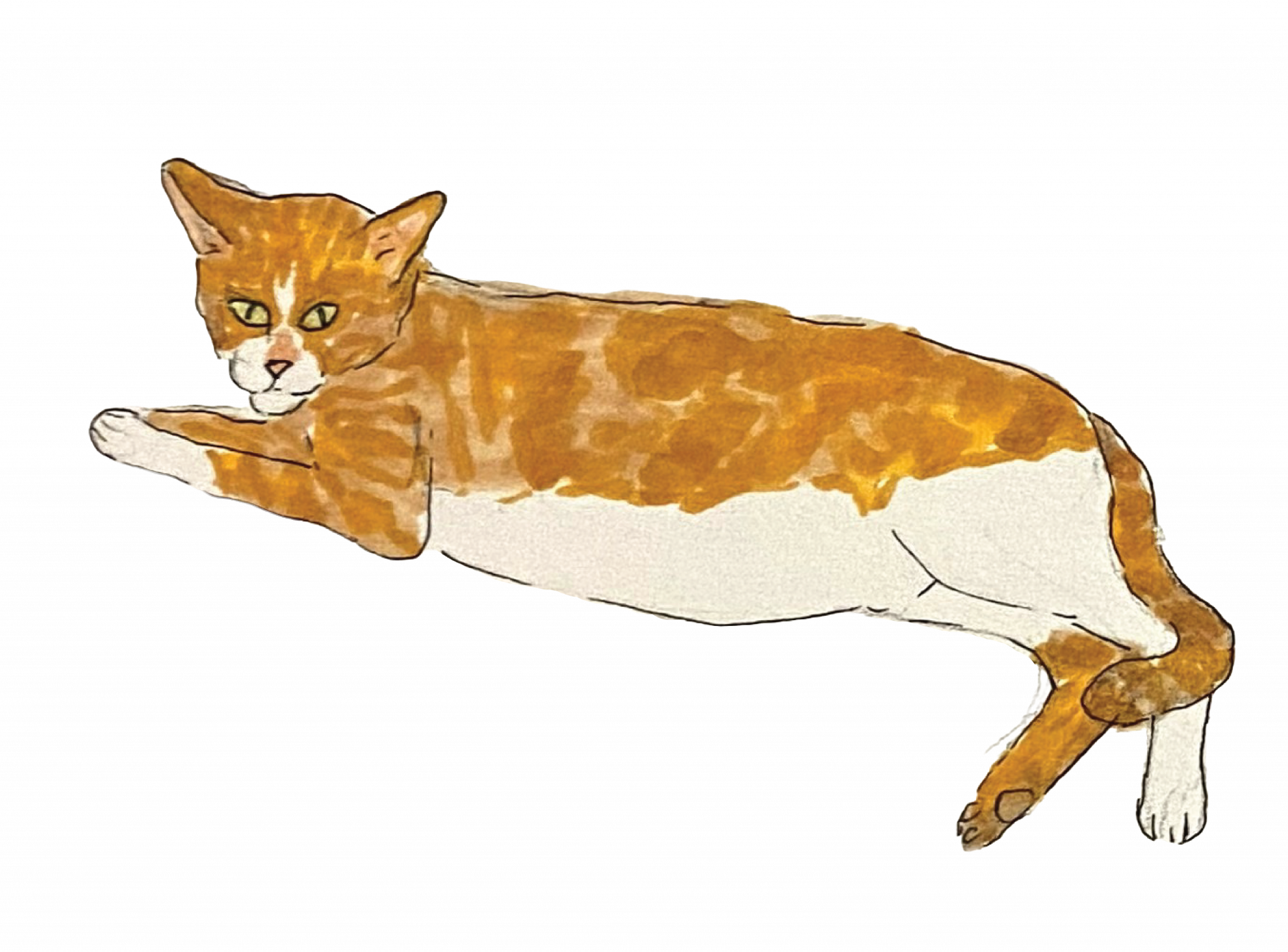 Unknown Kane-ohe Cat