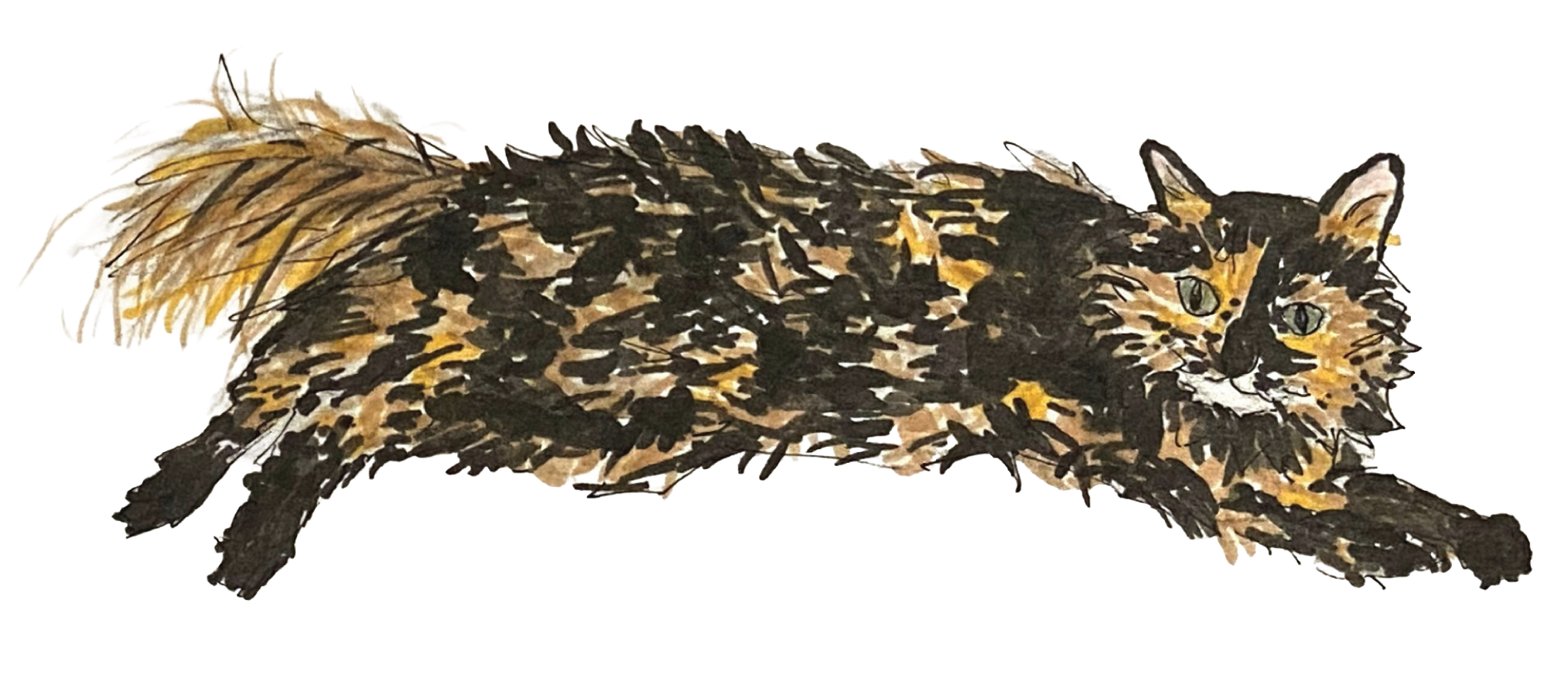 Roomba